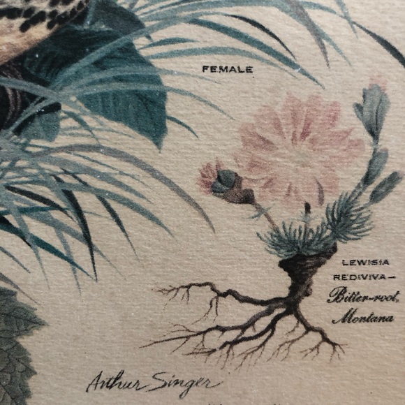 Vintage Arthur Singer ‘Meadowlark’ Print - Picture 7 of 7